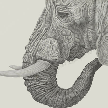 Wildlife Wild Animal Art Elephant Pencil Drawing Premium Square Cushion Gift Idea 60x60cm