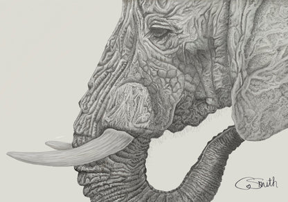 Wildlife Wild Animal Art Elephant Framed Print Gift Idea 14" x 11" (Matte Black or White Frame)