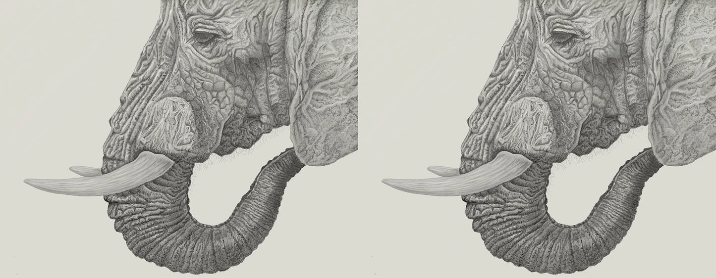 Wildlife Wild Animal Art Elephant Personalised Ceramic Mug with Coordinating Colour Gift Idea